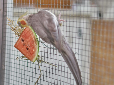 Wassermelone 2